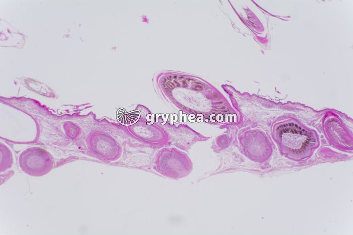 Peau d'Oiseau CT x10 - gryphea.com